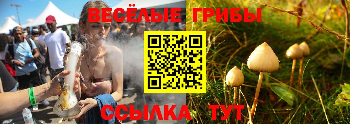 Галлюциногенные грибы Psilocybe Прохладный